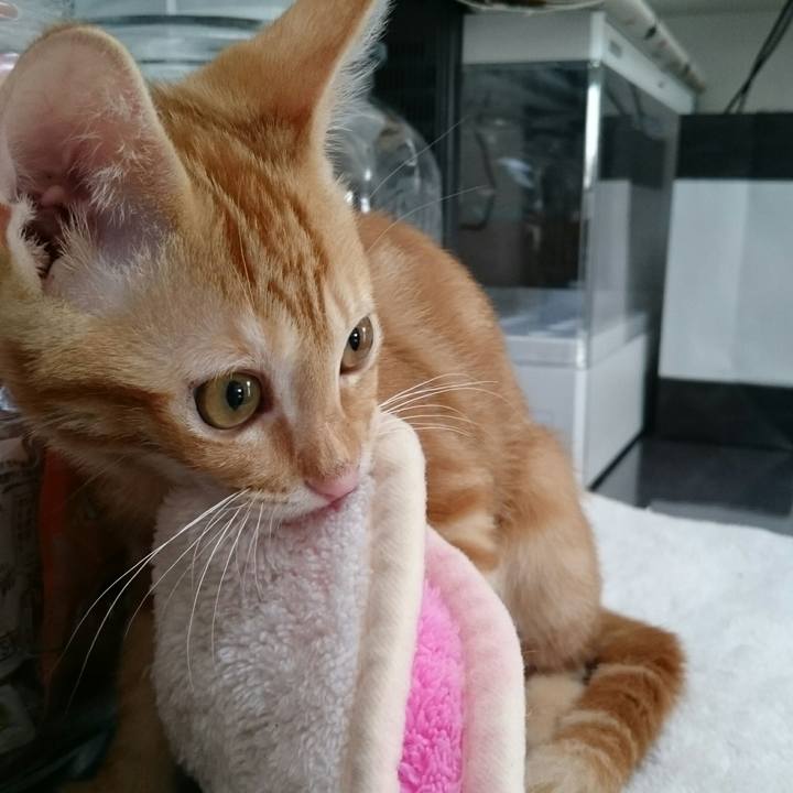 2177b8bc e27a 4094 9ca2 39756f90b546