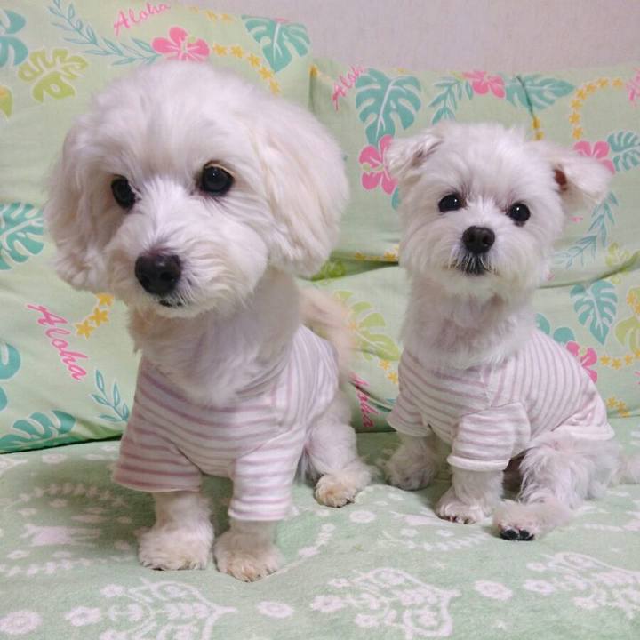 217f0006 8dcc 490a b25b 397c843f7bc5