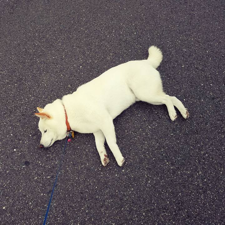 218222ce 92c2 41b3 920e f25da99311f6