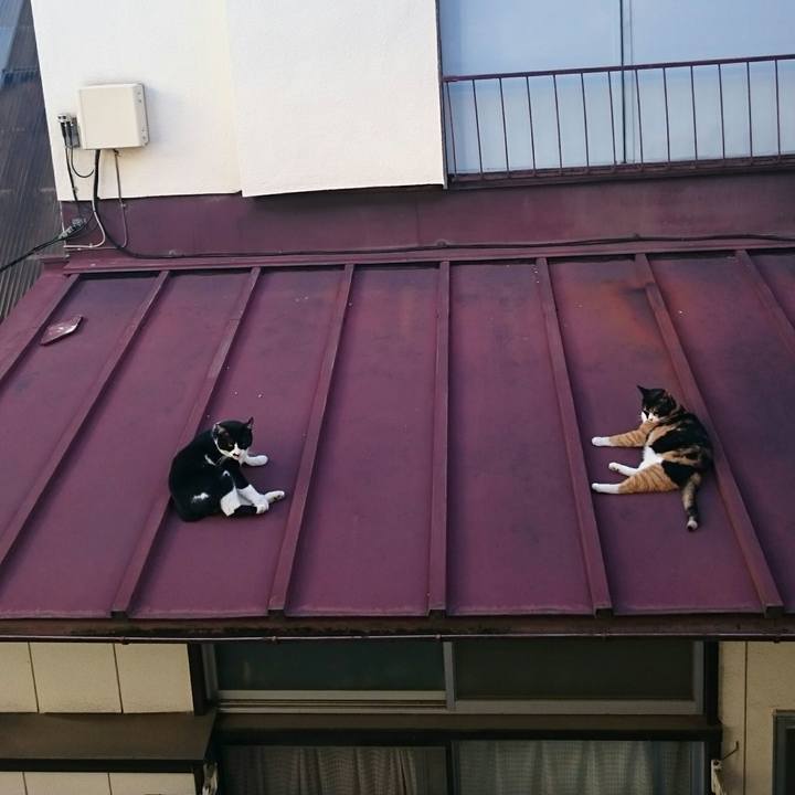 21856528 0772 4ecf 87e8 4a4c5d011dcf