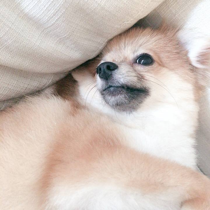 219c85c5 291c 4a55 82cb 4e1250be95e5