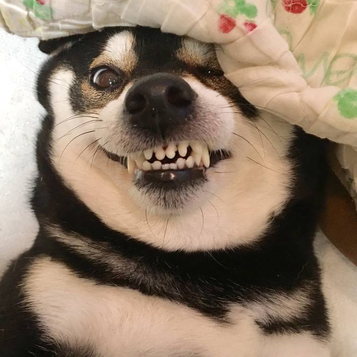 219e06bf b540 4af0 ab31 8b2332ef2f72