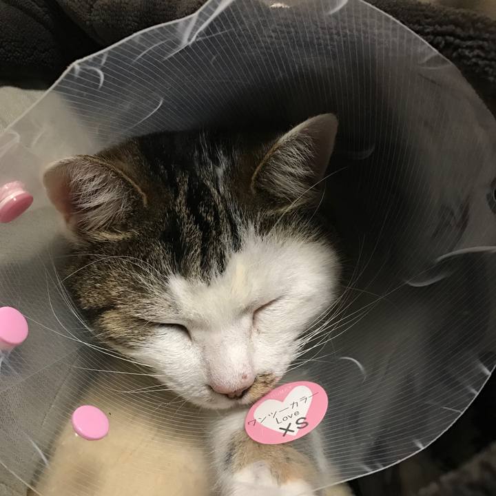 21a00d68 2213 42d5 acc6 d905305d2cb8