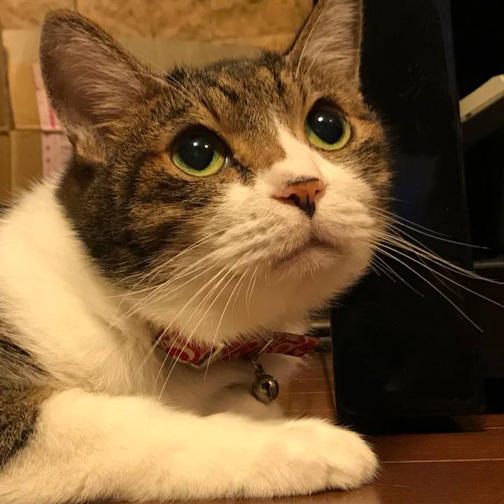 21a25a0b 129e 4442 8274 a9b325591184