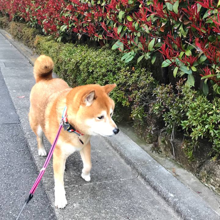 21a61636 2c5a 4a42 a31e 4ab06246cb40