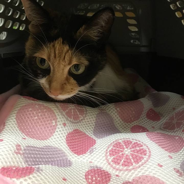 21a6599e c690 4b75 8dfd 946df19956e2