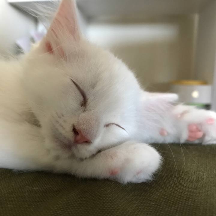 21b54660 cfdf 49ad b77b 5d3e5ba8b4a3