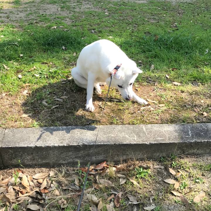 21cc1ea6 be4c 4b03 8a4a a6591f82edf3