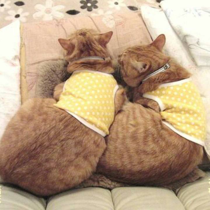 21cc4174 da9d 4252 9b3c f4f56d97242d