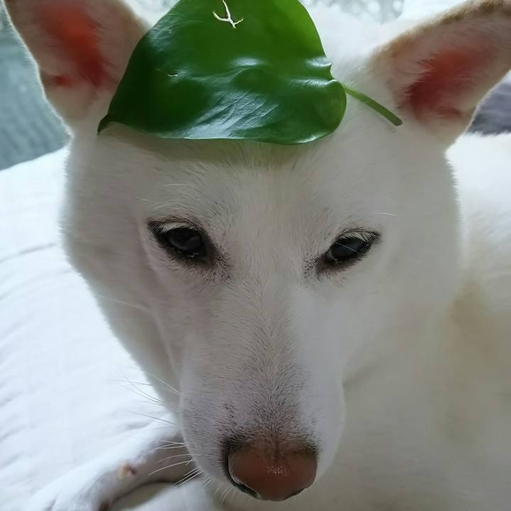 21dcea41 c2af 4cdb b670 20e4f7068ce6