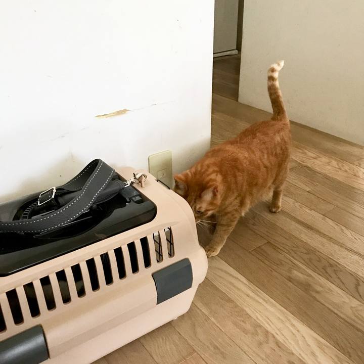 21de1811 fa76 4d44 998a 992f51cde2da