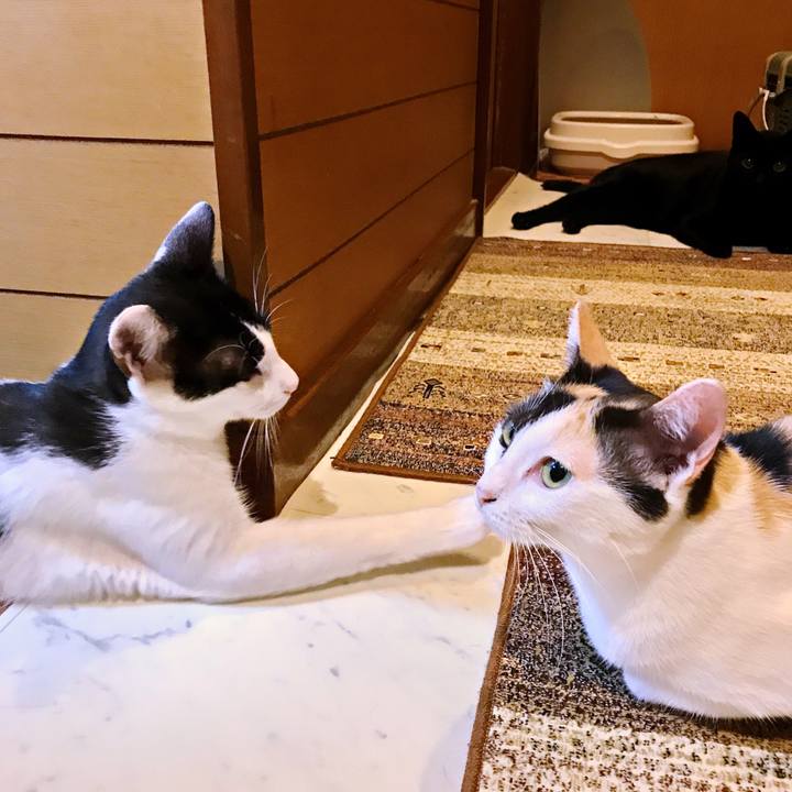 21e34bca 68df 492b bdd7 1df63c9b0c00