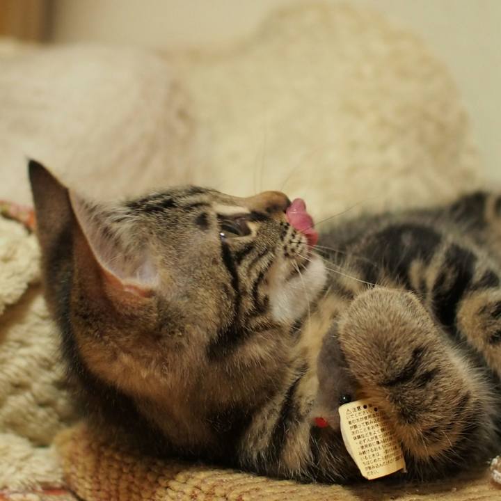 21e5e9aa 0721 4612 a088 6478b3563887