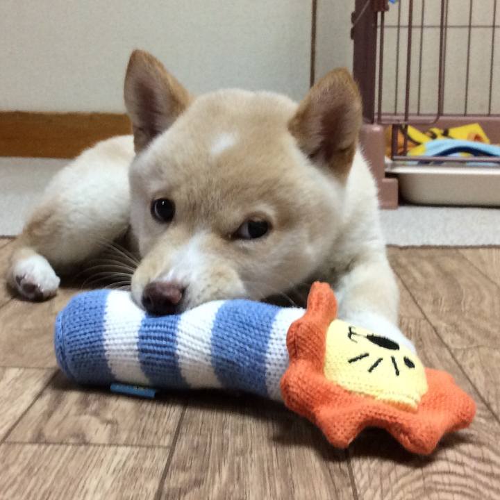 21e7c537 ed35 4343 bce9 4c7e32730b15