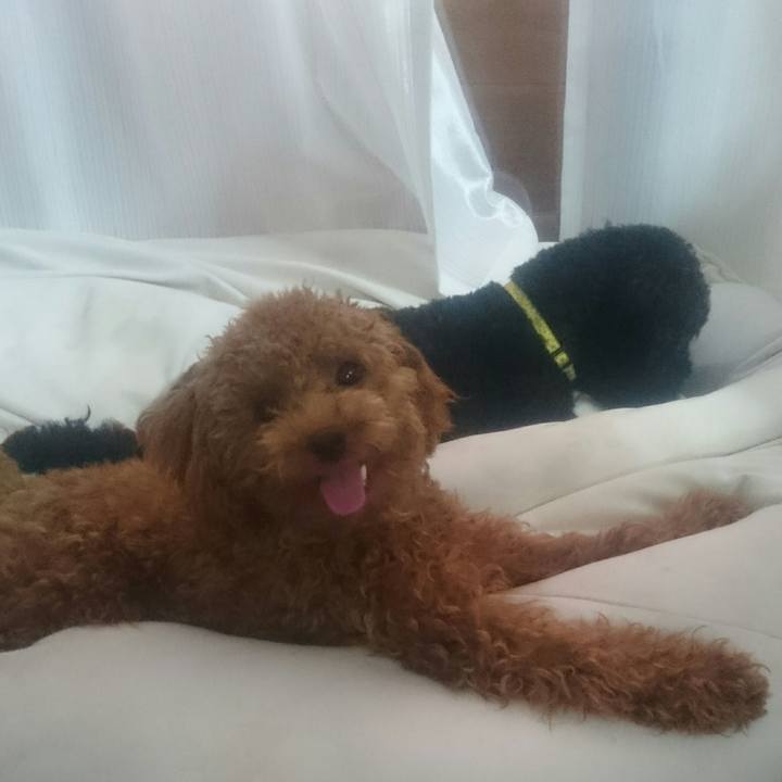 21f4786a 92b9 4fa3 beeb f274d73e1a66