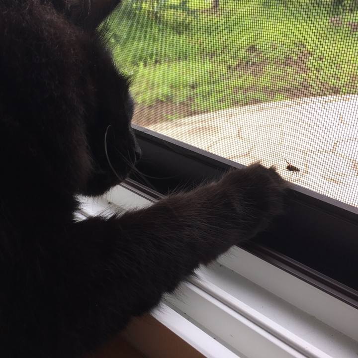 21fb5b86 8add 4a86 869b 2b0768f5b00a