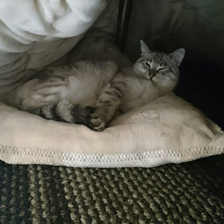 22005b7a 1663 4ce3 898e e77aa16666d4