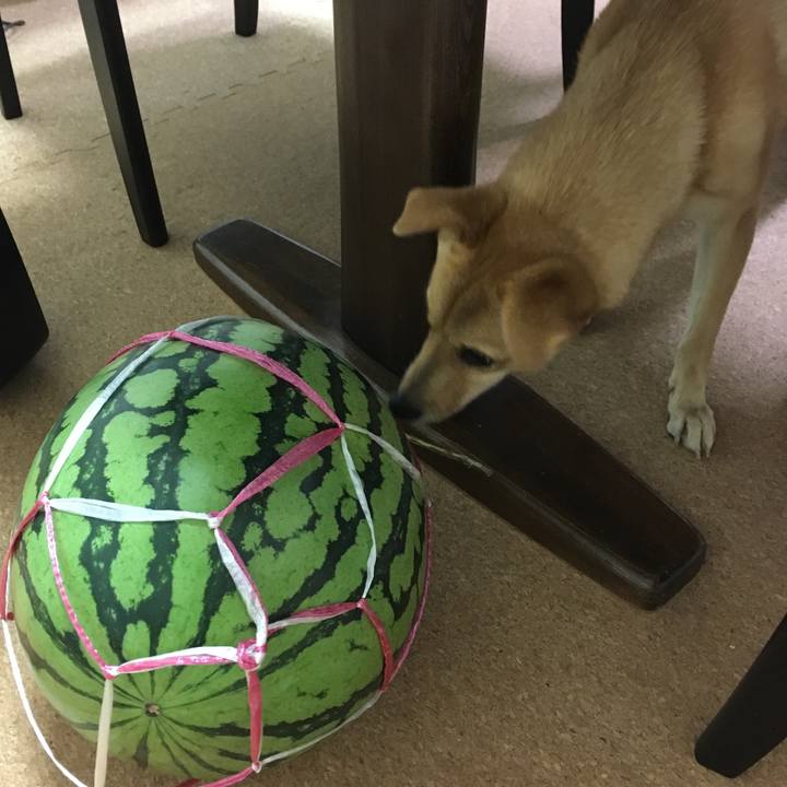 220522fb 4775 4f2f 9e31 2b8137ddb236