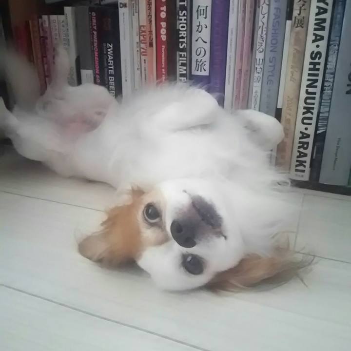 2208a4f4 2580 4cc8 8e50 3db92272a4fe