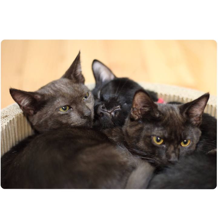 220c78da 7785 4026 ae6b 3b0be331c622