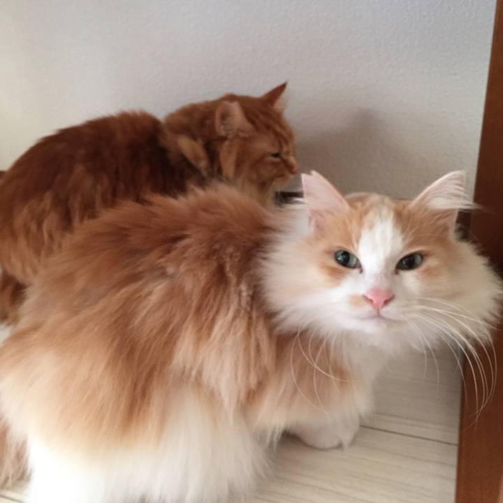 221c24f8 45e9 4e1a a2e7 b6b935719668