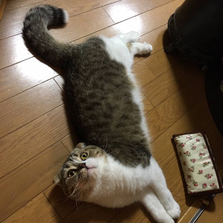 221cf0ed b10e 4955 a6ed 66a7f279e1ef