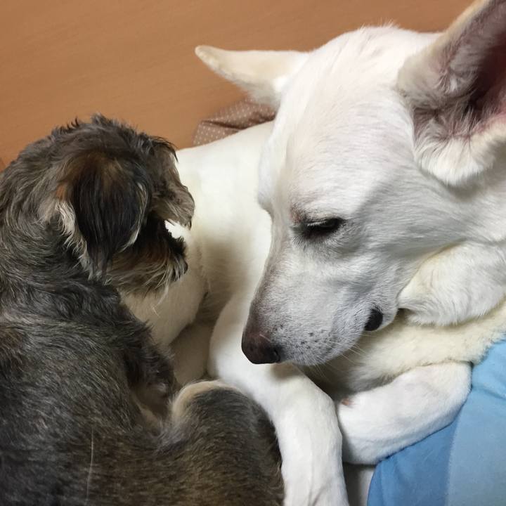 222cdb44 5294 417b a41a f0e4835d2c09