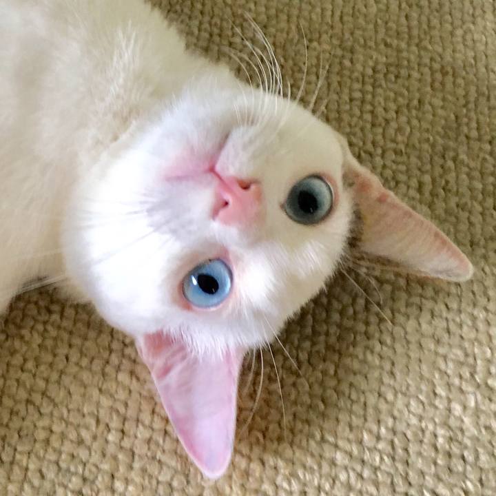 223fa988 c9f4 4571 a4e3 205046f02edd