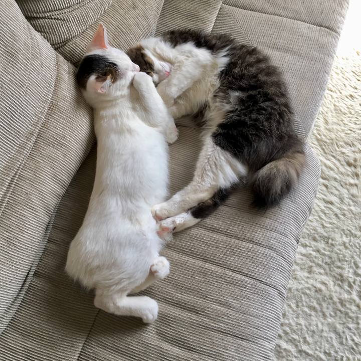 225228b9 2d4a 484a 8748 b97d18914553