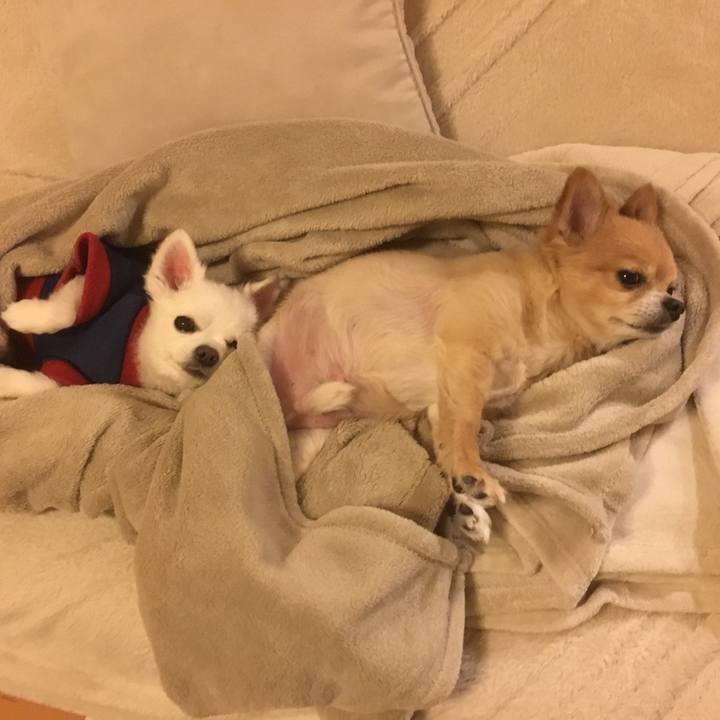 22545f66 2e49 4599 89a2 a66f84474603