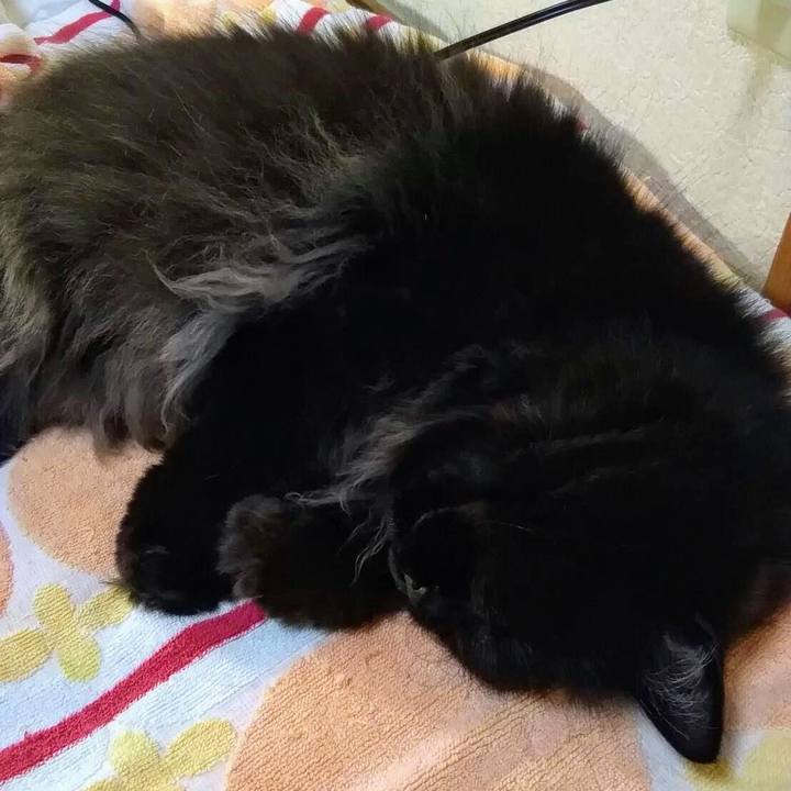 225af586 4ed3 455d a972 a085205cb812