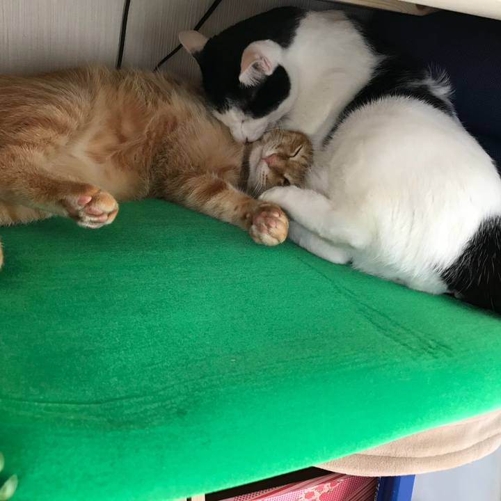 226fafdf e02b 4331 9796 1cc68426800b