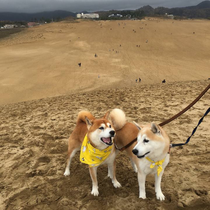 227b6e97 63fd 4004 9286 028f198dcdc6