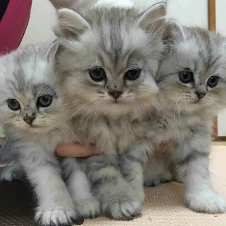 228ffd1b e638 43b8 8953 6929dfc2200a