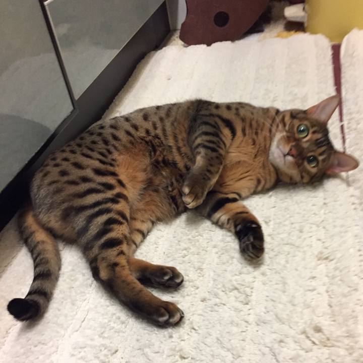 22ae2333 ca81 4638 bf20 5167a74e9dfa