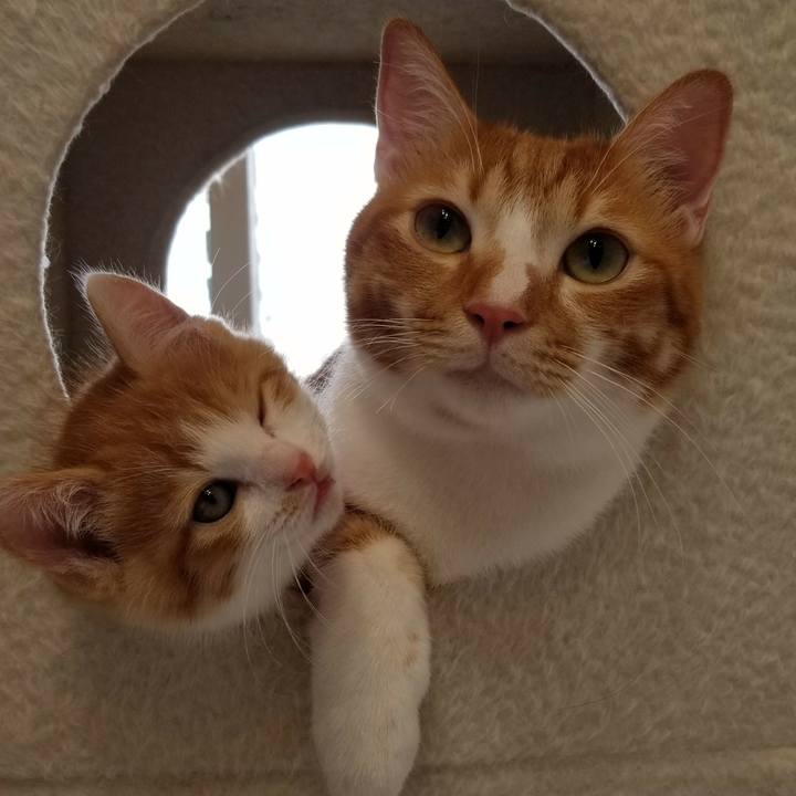 22ba0420 d604 41da 9338 b14aff282ca3