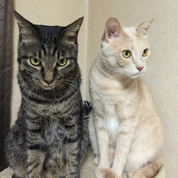 22c217cf 97b4 4471 a6ae 862419e289c8