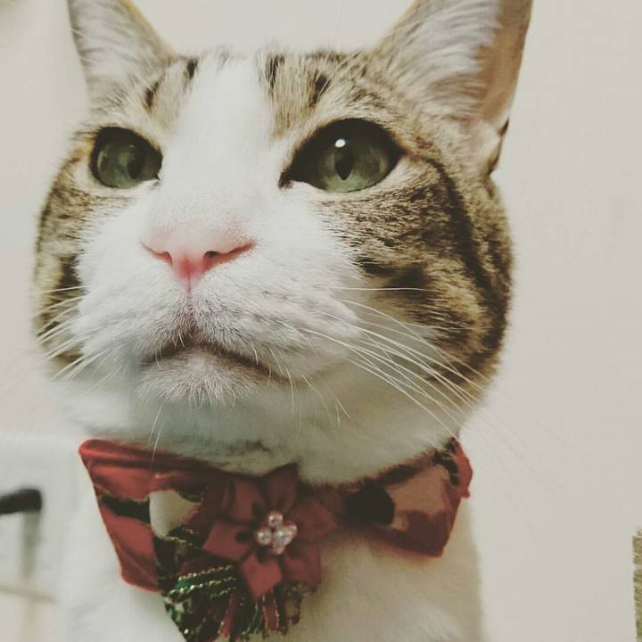 22c654d8 c756 4af5 846e 28140ff4857b