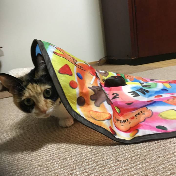 22d6051a bf64 4a51 86fb 2ba9ebffd9c1