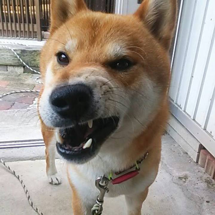 22dc6f90 7332 4506 b2e2 332d12486d2c