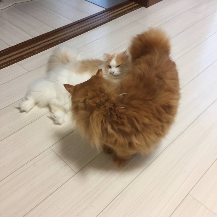 22f7e581 feb1 4587 adbb c71974dc1094