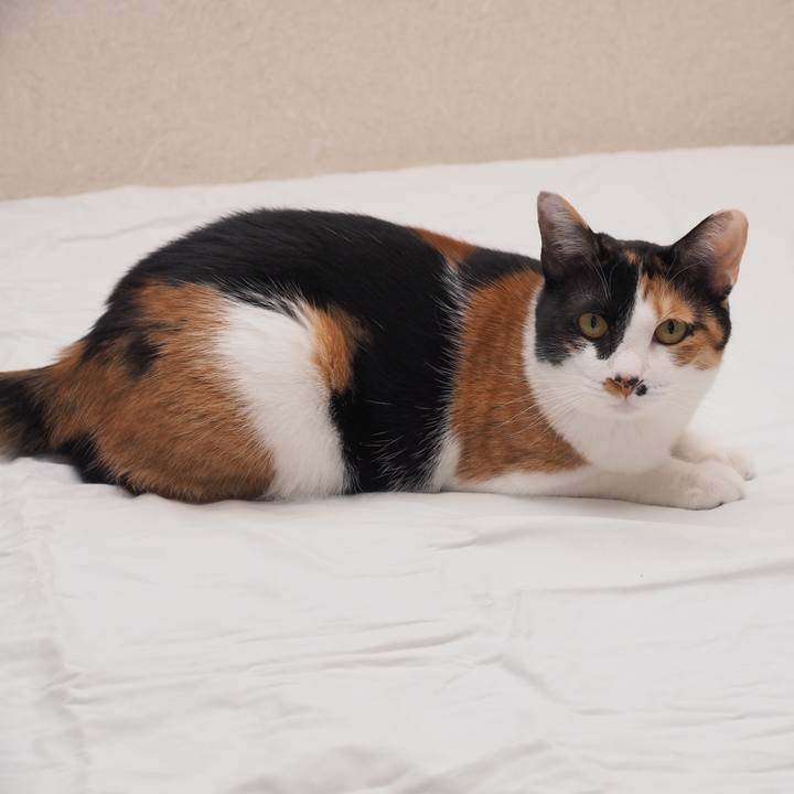 22fbb989 e681 49be a8aa 4b3c4fda513d