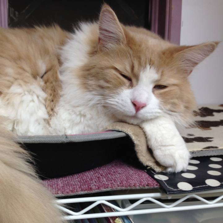 22ff1155 020f 4f4b 901f 7dcebc2a01e4