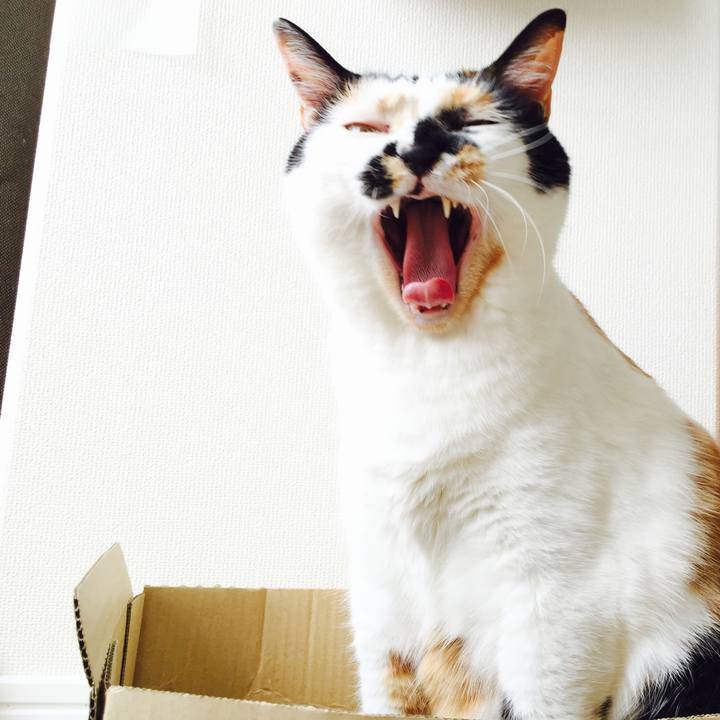 232b8b07 b762 4039 b2dd b06ec878381c