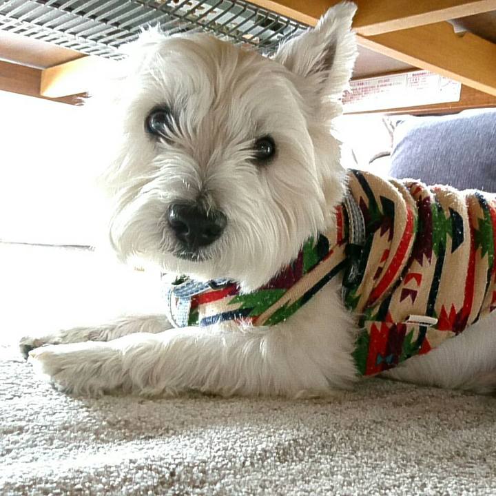 2339e9be 5c06 4435 843e 8c9118710d9f