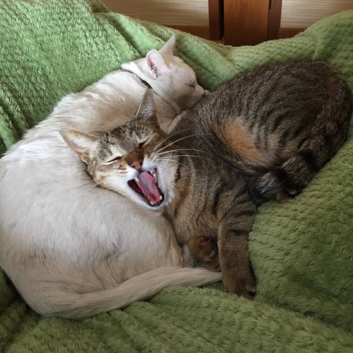 233a8dba 2acc 46ed a755 76a538cb601c