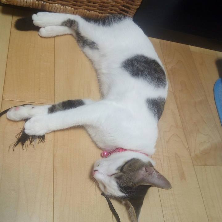 233dc05b a2f6 4019 87a2 cd09dc538590