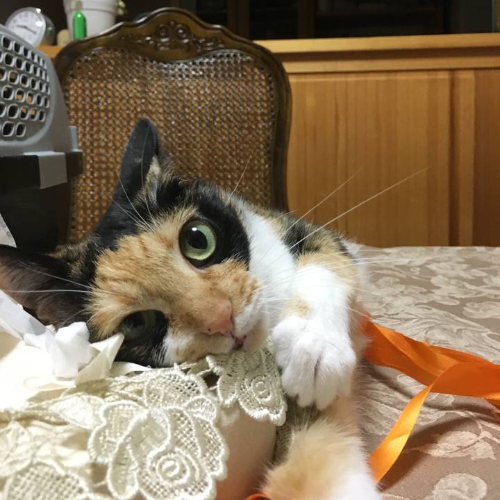 235cbde9 ccc4 4ea5 a042 0350df276e0c