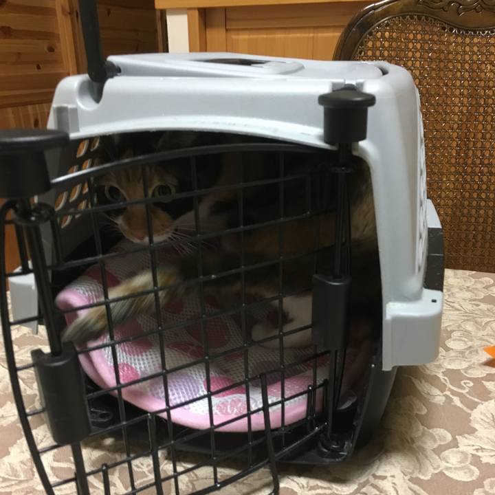 235d4177 dd8d 441c 8ad4 6e870106026f