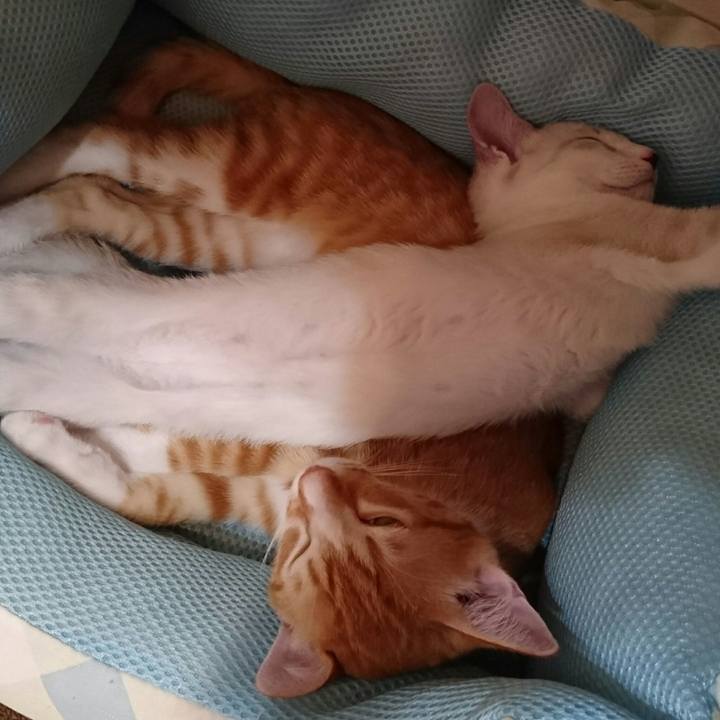 236395cf 0e6a 433a b4f4 d4cb61440b4b